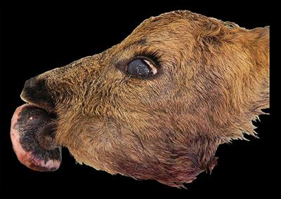 Mandibular Ossifying Fibroma and Multiple Oral Papillomas in a Roe Deer (Capreolus capreolus)